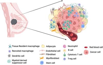 Understanding tissue-resident macrophages unlocks the potential for novel combinatorial strategies in breast cancer